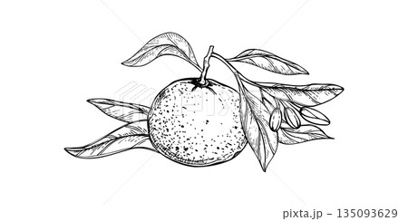 Citrus fruit on branch with flower buds vector isolated illustration painted by black inks. Mandarin orange with leaves line art black ink sketch. Etching drawing of Grapefruit or Pummelo 135093629