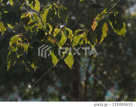木漏れ日を浴びたクスノキの葉っぱ（冬の神田公園の楠の枝先） 135093635