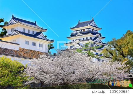 【広島県】桜咲く春の福山城(復興後)福山城桜まつり 【広島県】桜咲く春の福山城(復興後)福山城桜まつり 135093684