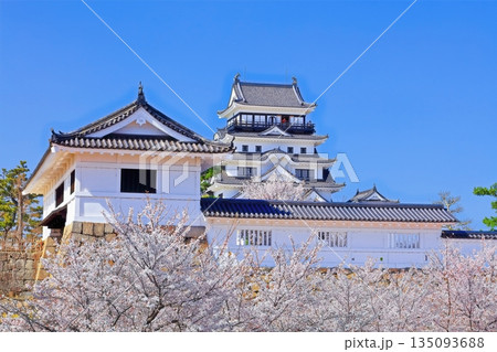 【広島県】桜咲く春の福山城（復興後）福山城桜まつり 135093688