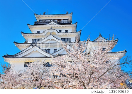 【広島県】桜咲く春の福山城(復興後)福山城桜まつり 【広島県】桜咲く春の福山城(復興後)福山城桜まつり 135093689