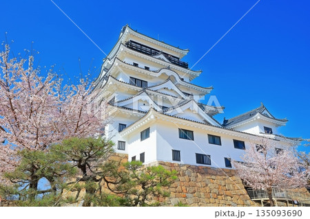 【広島県】桜咲く春の福山城(復興後)福山城桜まつり 【広島県】桜咲く春の福山城(復興後)福山城桜まつり 135093690