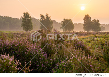 Wahner Heather, Bergisches Land, North Rhine Westphalia, Germany 135093726