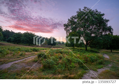 Wahner Heather, Bergisches Land, North Rhine Westphalia, Germany 135093727