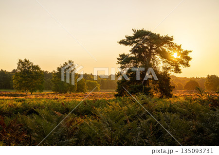 Wahner Heather, Bergisches Land, North Rhine Westphalia, Germany Wahner Heather, Bergisches Land, North Rhine Westphalia, Germany 135093731