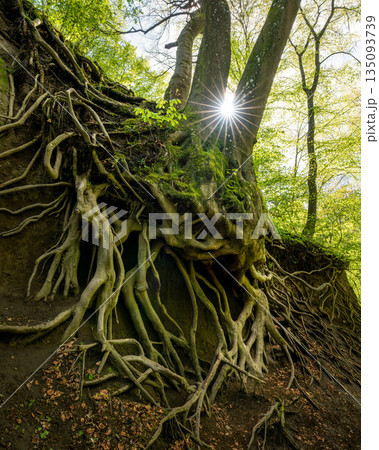 Brohl Valley, Rhineland-Palatinate, Germany Brohl Valley, Rhineland-Palatinate, Germany 135093739