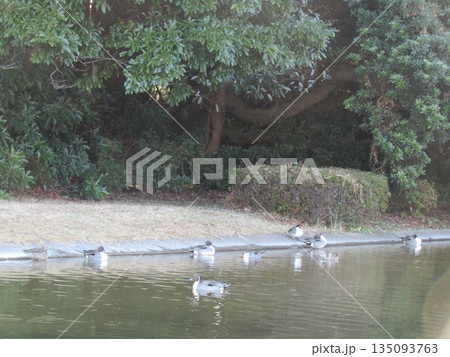 稲毛海浜公園浜の池に来たオナガガモ 135093763