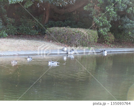 稲毛海浜公園浜の池に来たオナガガモ 135093764