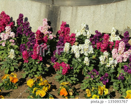 海浜公園の花時計のストックとビオラの花 135093767