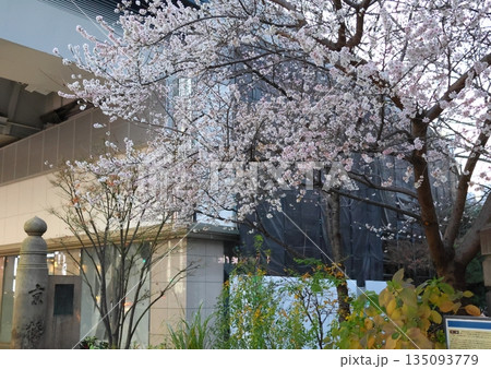 ジュウガツザクラ 十月桜 東京都中央区京橋 二季咲き 春と秋から冬にかけての二度開花 ジュウガツザクラ 十月桜 東京都中央区京橋 二季咲き 春と秋から冬にかけての二度開花 135093779