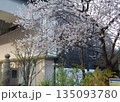 ジュウガツザクラ　十月桜　東京都中央区京橋　二季咲き　春と秋から冬にかけての二度開花 135093780