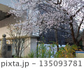 ジュウガツザクラ　十月桜　東京都中央区京橋　二季咲き　春と秋から冬にかけての二度開花 135093781
