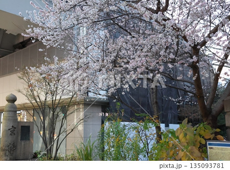 ジュウガツザクラ　十月桜　東京都中央区京橋　二季咲き　春と秋から冬にかけての二度開花 135093781