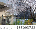 ジュウガツザクラ　十月桜　東京都中央区京橋　二季咲き　春と秋から冬にかけての二度開花 135093782