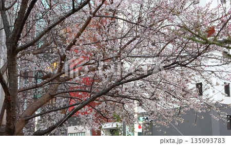 ジュウガツザクラ 十月桜 東京都中央区京橋 二季咲き 春と秋から冬にかけての二度開花 ジュウガツザクラ 十月桜 東京都中央区京橋 二季咲き 春と秋から冬にかけての二度開花 135093783