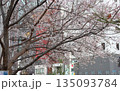 ジュウガツザクラ　十月桜　東京都中央区京橋　二季咲き　春と秋から冬にかけての二度開花 135093784