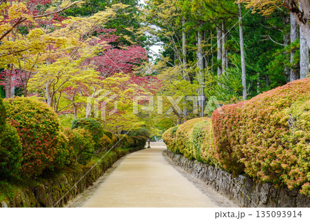 高野山 新緑の蛇腹道 高野山 新緑の蛇腹道 135093914