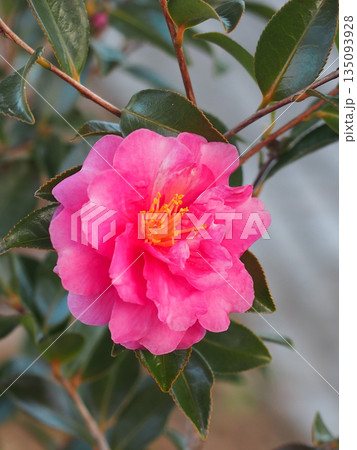 寒い朝の一輪の赤いカンツバキ(神田公園の寒椿) 寒い朝の一輪の赤いカンツバキ(神田公園の寒椿) 135093928