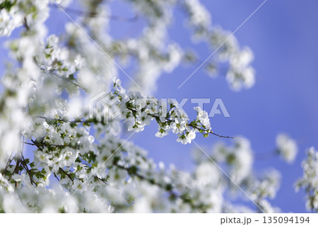 青空とユキヤナギの白い花 ふんわり前ボケ 春の背景素材 青空とユキヤナギの白い花 ふんわり前ボケ 春の背景素材 135094194