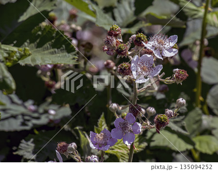 Rubus armeniacus grows wild. Rubus armeniacus, Himalayan blackberry or Armenian blackberry, is species of the genus Rubus in the Rubus group of blackberries. 135094252