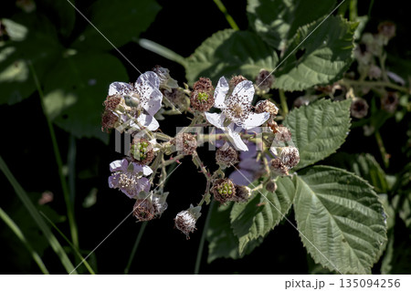 Close-up of Himalayan blackberry flowers, or Rubus armeniacus, a species of Rubus native to Armenia and northern Iran, and a widely distributed in other regions. Close-up of Himalayan blackberry flowers, or Rubus armeniacus, a species of Rubus native to Armenia and northern Iran, and a widely distributed in other regions. 135094256