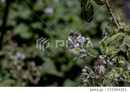 Honey bee on theHimalayan blackberry or Rubus armeniacus. Honey bee on theHimalayan blackberry or Rubus armeniacus. 135094261