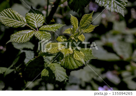 Close-up of Rubus armeniacus grows wild. Rubus armeniacus, the Himalayan blackberry or Armenian blackberry, is a species of the genus Rubus in the Rubus group of blackberries. Close-up of Rubus armeniacus grows wild. Rubus armeniacus, the Himalayan blackberry or Armenian blackberry, is a species of the genus Rubus in the Rubus group of blackberries. 135094265