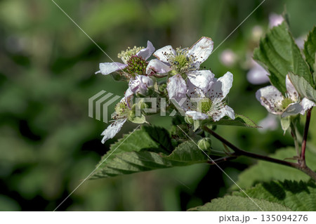 Close-up of Himalayan blackberry flowers, or Rubus armeniacus, a species of Rubus native to Armenia and northern Iran, and widely distributed in other regions. Close-up of Himalayan blackberry flowers, or Rubus armeniacus, a species of Rubus native to Armenia and northern Iran, and widely distributed in other regions. 135094276