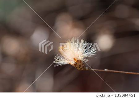 可憐なコウヤボウキ 135094451