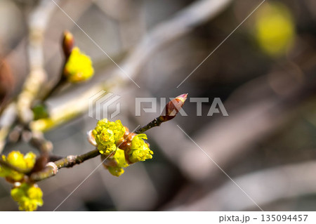 咲き始めのダンコウバイ 咲き始めのダンコウバイ 135094457