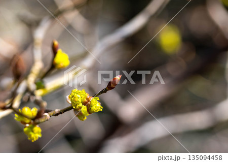 咲き始めのダンコウバイ 咲き始めのダンコウバイ 135094458