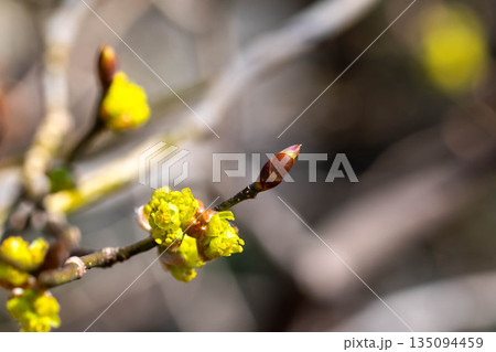 咲き始めのダンコウバイ 咲き始めのダンコウバイ 135094459