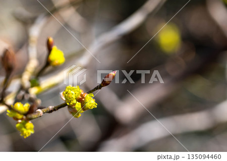 咲き始めのダンコウバイ 咲き始めのダンコウバイ 135094460