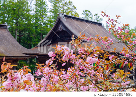 桜に囲まれた高野山 壇上伽藍 桜に囲まれた高野山 壇上伽藍 135094686