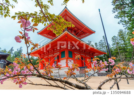 桜に囲まれた高野山　壇上伽藍　根本大塔 135094688