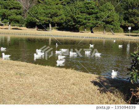 稲毛海浜公園浜の池に来た冬の渡り鳥ユリカモメ 135094839