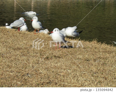 稲毛海浜公園浜の池に来た冬の渡り鳥ユリカモメ 稲毛海浜公園浜の池に来た冬の渡り鳥ユリカモメ 135094842