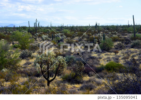 Landscape Sonoran Desert Arizona Landscape Sonoran Desert Arizona 135095041