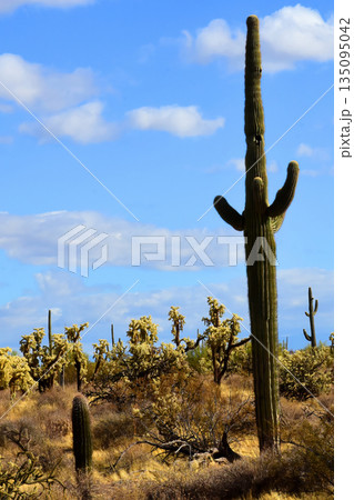 Old Saguaro Cactus Sonora desert Arizona Old Saguaro Cactus Sonora desert Arizona 135095042