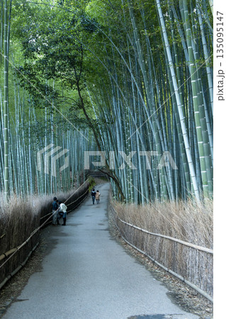 直立した多数の孟宗竹に包まれる小径・嵐山 135095147