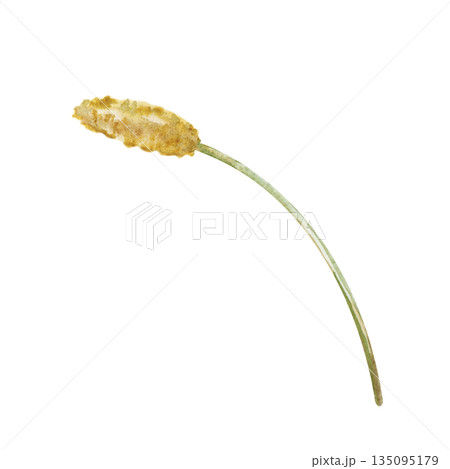 An ochre-colored meadow blade on an isolated background. Watercolor illustration of one element of wild field grass. A spikelet botanical clipart in natural colors for decorating rural and summer An ochre-colored meadow blade on an isolated background. Watercolor illustration of one element of wild field grass. A spikelet botanical clipart in natural colors for decorating rural and summer 135095179