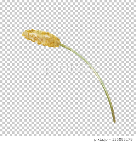 An ochre-colored meadow blade on an isolated background. Watercolor illustration of one element of wild field grass. A spikelet botanical clipart in natural colors for decorating rural and summer An ochre-colored meadow blade on an isolated background. Watercolor illustration of one element of wild field grass. A spikelet botanical clipart in natural colors for decorating rural and summer 135095179