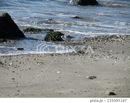 検見川浜の岸辺で採餌中のミユビシギ 135095187