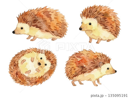 水彩風ハリネズミイラスト 135095191