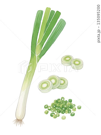 水彩風長ネギイラスト 水彩風長ネギイラスト 135095200