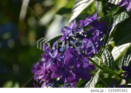 アジサイが咲き誇る初夏 アジサイが咲き誇る初夏 135095361