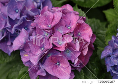 アジサイが咲き誇る初夏 135095367