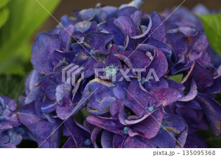 アジサイが咲き誇る初夏 135095368