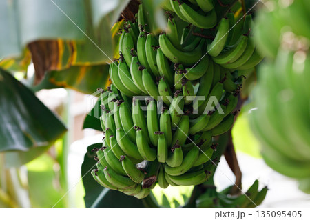 沖縄の島バナナ 135095405