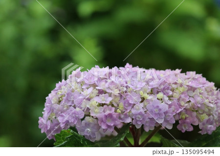 アジサイが咲き誇る初夏 135095494